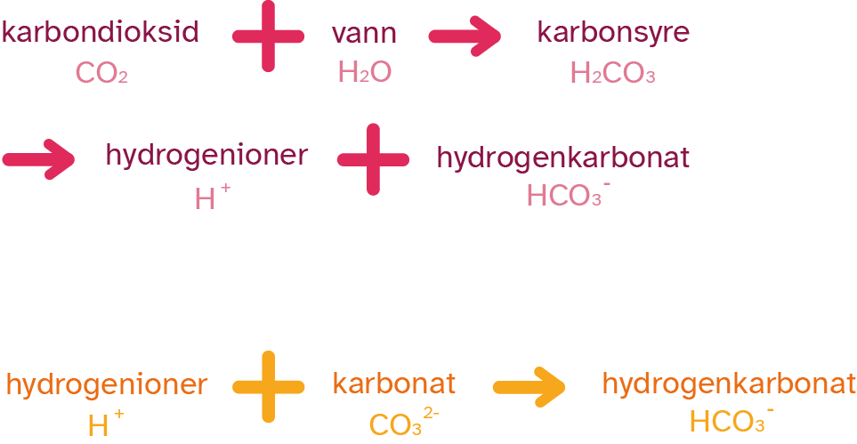 Illustrasjon av reaksjonsligninger som viser hvordan havet blir forsurnet når mengden CO2 økes.
